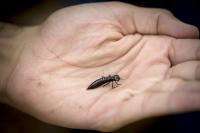 Dragonfly Larva