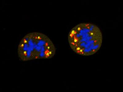 Cells Dividing