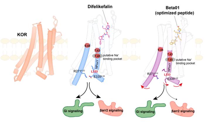 Researchers Design Safer Drug Candidate for Chronic Pain and Pruritus