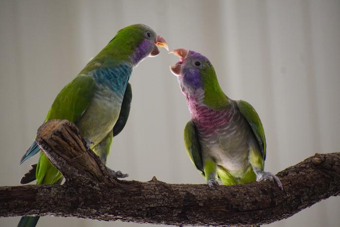 PARAKEET