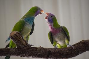 PARAKEET