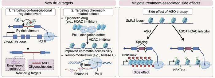 Novel therapeutic strategies targeting co-transcriptional splicing dysregulation.