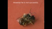 Mating Behavior of Red Mason Bee