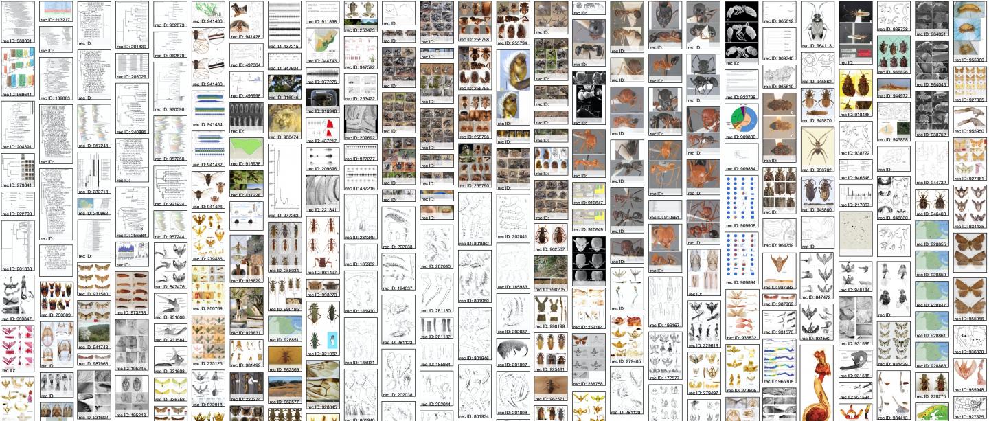 Taxonomic Treatments