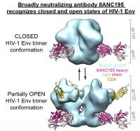 8ANC195 Partially Closes the Envelope Trimer