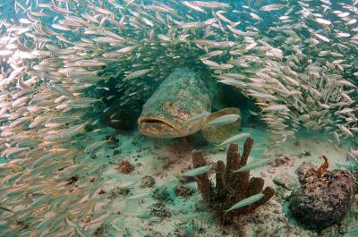 Atlantic Goalith Grouper