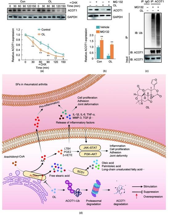 OL targets ACOT1 and promotes its Ub‒proteasome degradation to exert therapeutic effects (all groups, n = 3; *p < 0.05, **p < 0.01; data are presented as the mean ± SD).