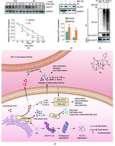 OL targets ACOT1 and promotes its Ub‒proteasome degradation to exert therapeutic effects (all groups, n = 3; *p < 0.05, **p < 0.01; data are presented as the mean ± SD).
