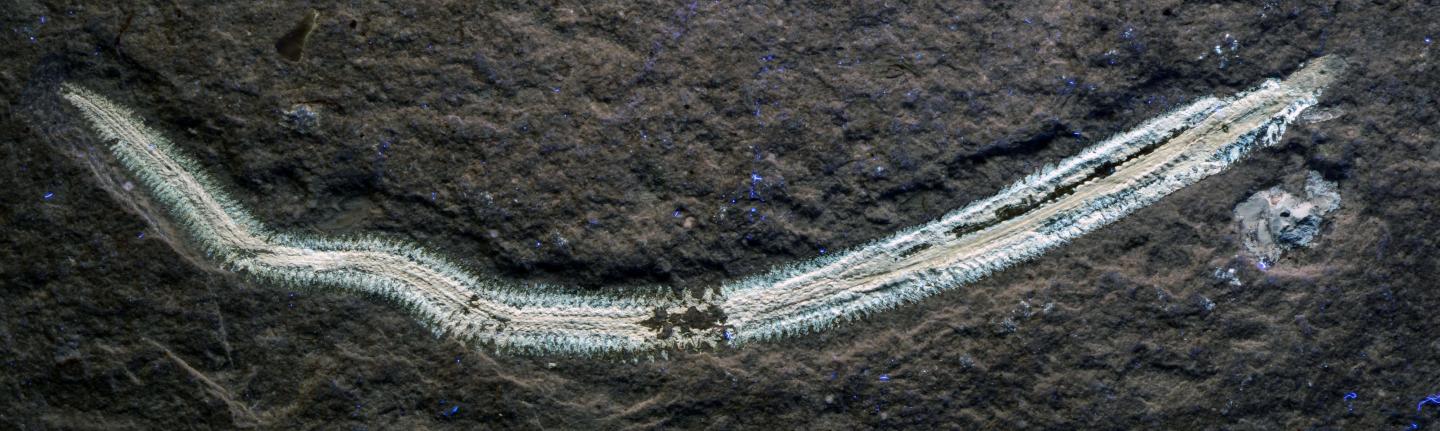 <em>Rollinschaeta myoplena</em>