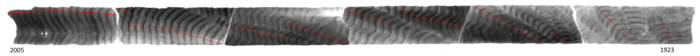 Reef Coral growth rings
