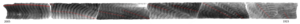 Reef Coral growth rings