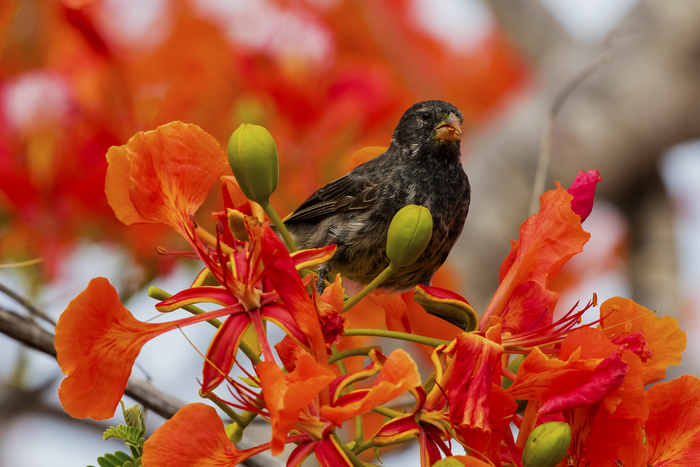Darwin's small ground finch