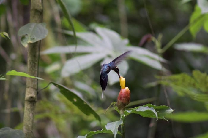 Hovering hummingbird