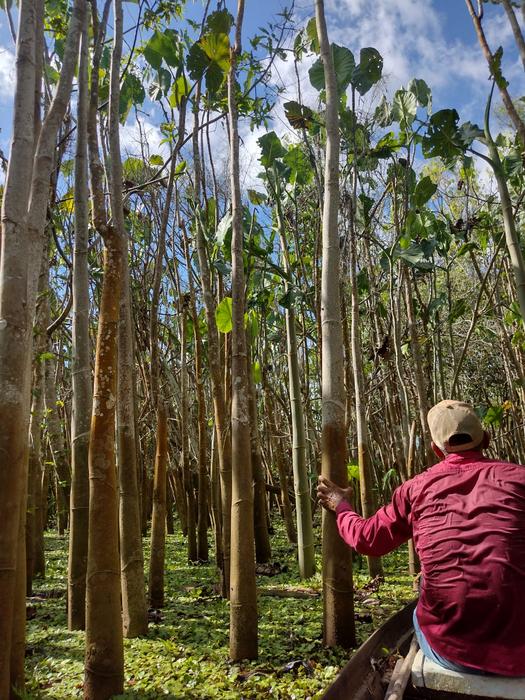 Lower Amazon region