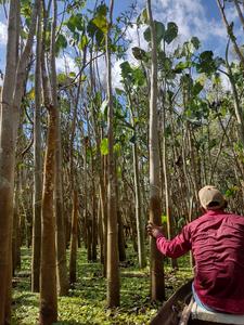 Lower Amazon region
