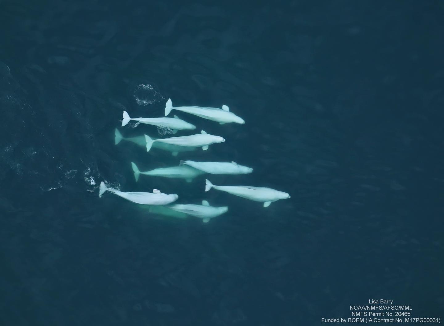 Kinship and Relationships of Beluga Whales