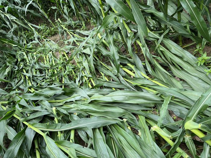 Geospatial technology can help corn producers assess potential wind damage in fields