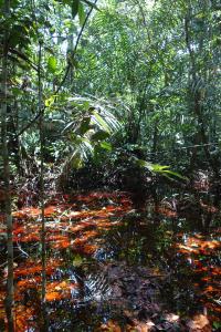 Cuvette Central swamp2