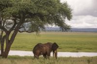 Elephant with Big Tusks in Tanzania