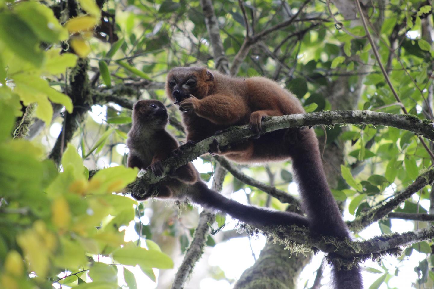 Lemur Dad and Baby