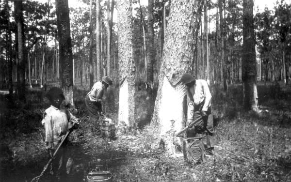 Turpentine Harvest