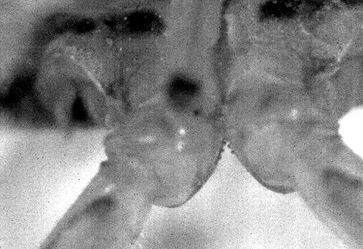 Mechanical Gears 'Invented' by Insects (9 of 10)
