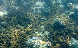 Seaweed Moorea