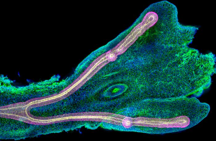 Chicken lung in development