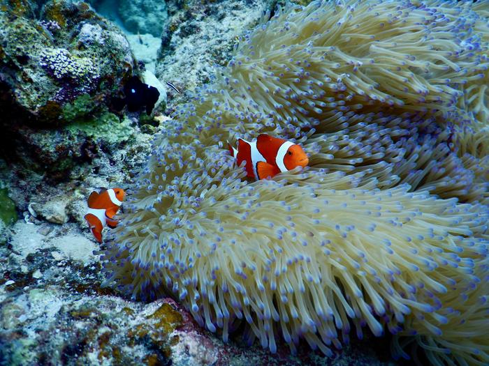 Anemonefish at reef