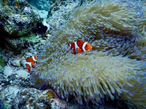 Anemonefish at reef