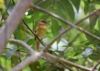 Cinnamon Becard