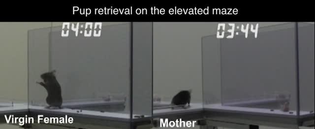 Mother mice take more risks to care for pups