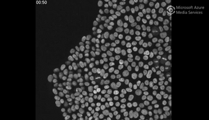 Cells 2 (Video)
