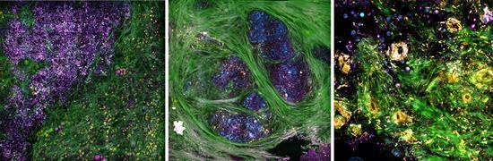 Boppart <i>Science Advances</i> Images