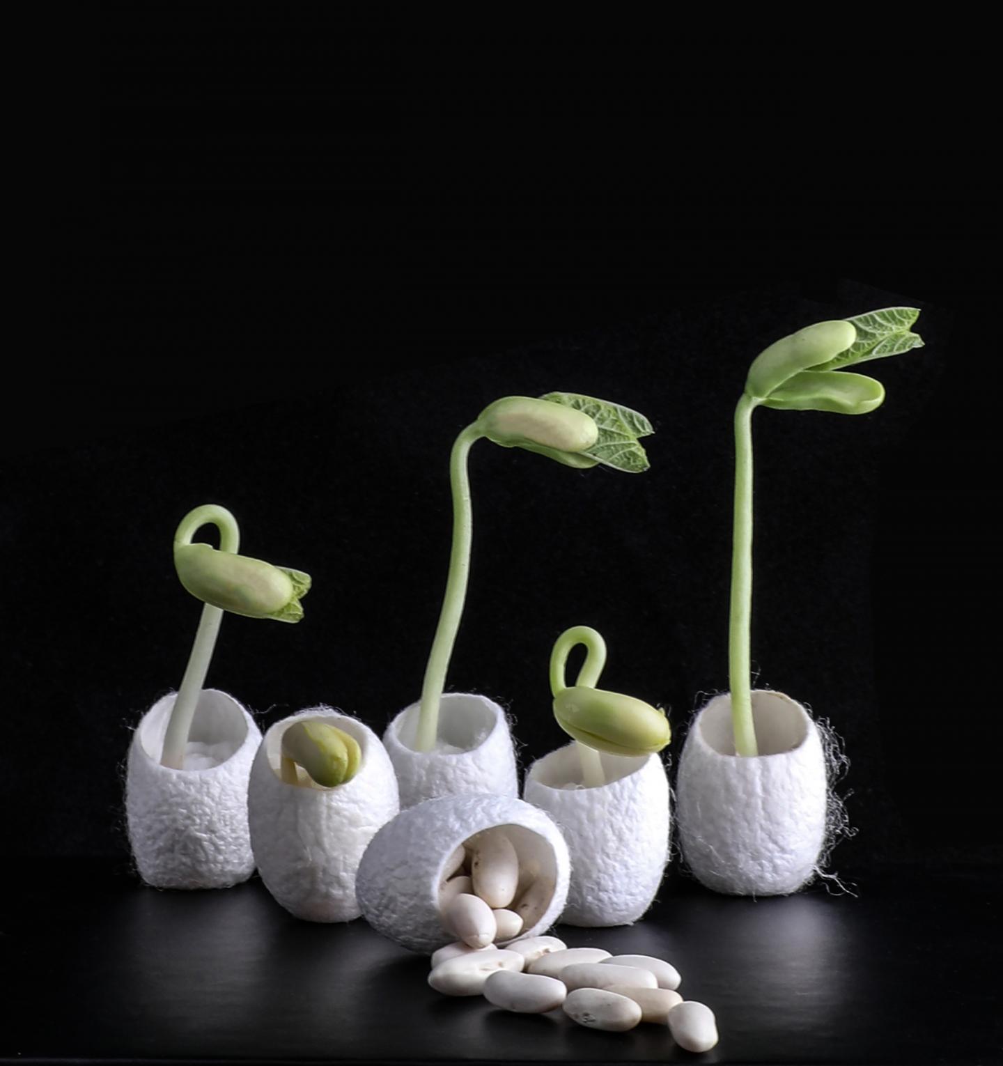 Seed Coatings