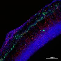 Neural Vasculature