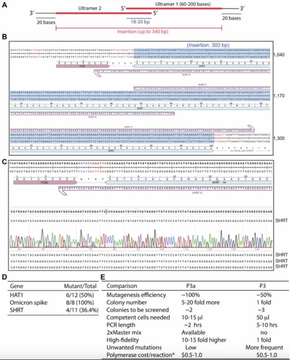 P3a site-specific and cassette mutagenesis for seamless protein, RNA and plasmid engineering