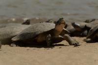 Charapa or Giant South American River Turtle