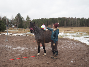 Horse and a toy