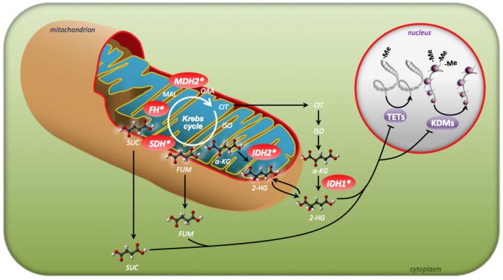 Krebs Cycle, CNIO