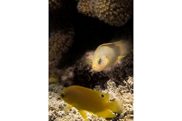 Yellow Dottyback