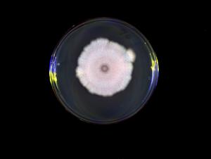 A colony of Bacillus subtilis grown on solid medium.