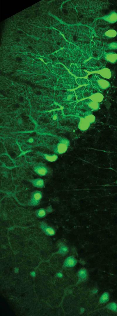 Purkinje Cells Under 2-Photon Microscopy
