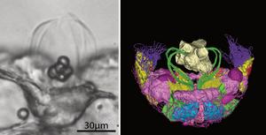 The ctenophore's aboral organ shows surprising complexity