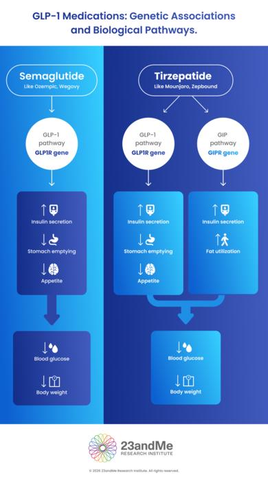 GLP-1 Genetic Associations and Biological Pathways.