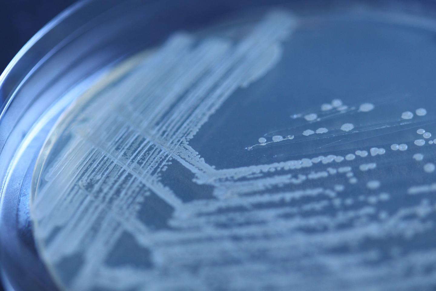 <i>Bacillus subtilis</i>
