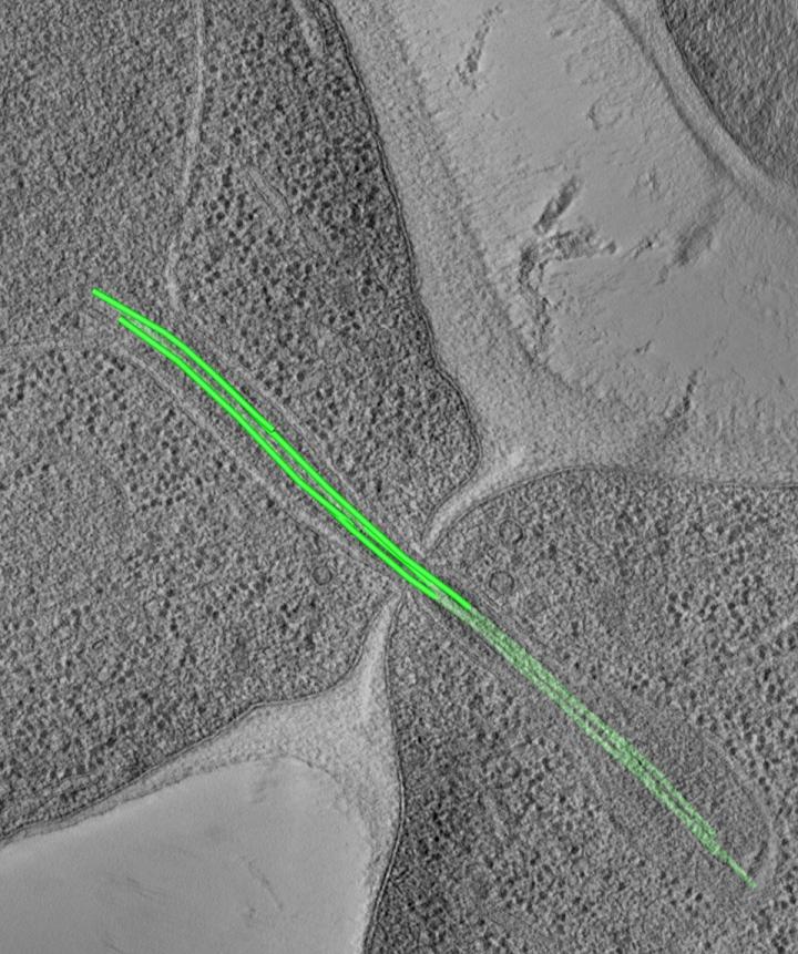 DNA Bridges (1 of 2)