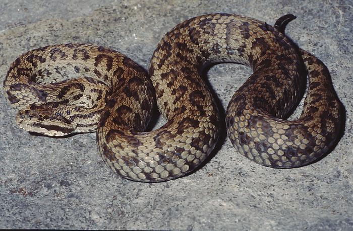 Paratype of the newly described species Gloydius hindukushensis from northwestern Pakistan and Gloydius nepalensis from Nepal