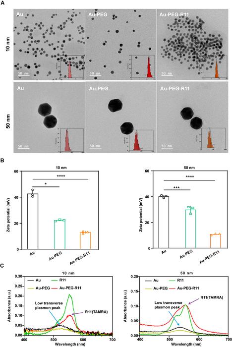 Figure 5. Characterization of Au-PEG-R11 NPs.