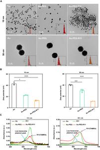 Figure 5. Characterization of Au-PEG-R11 NPs.